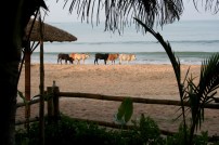 Cows enjoying the beach in the early morning