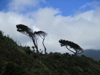 Shaped by the prevailing wind