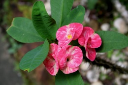 Colourful rain forest flower
